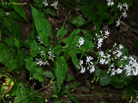 {Symphyotrichum cordifolium}